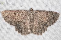 Charissa obscurata obscurata