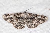 Peribatodes umbraria umbraria