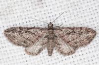 Eupithecia ericeata