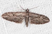 Eupithecia oxycedrata
