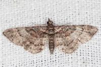 Gymnoscelis rufifasciata