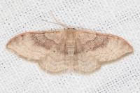 Idaea degeneraria