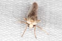 Indalia pygmaeola pallifrons