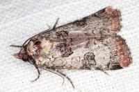 Epilecta linogrisea