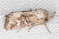 Luperina dumerilii