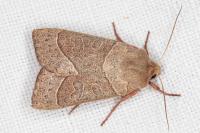 Mesogona acetosellae