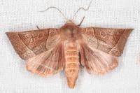 Mesogona acetosellae
