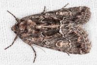 Thalpophila matura