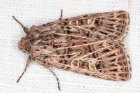 Tholera decimalis