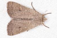 Xestia castanea
