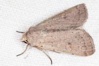 Xestia castanea