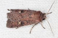 Xestia xanthographa