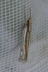 Ancylolomia tentaculella