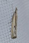 Agriphila inquinatella