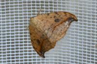 Drepana falcataria