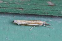 Agriphila tristella