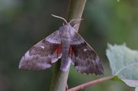 Laothoe populi