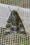 Acronicta megacephala