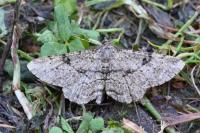 Peribatodes rhomboidaria rhomboidaria