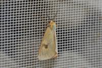 Diacrisia sannio