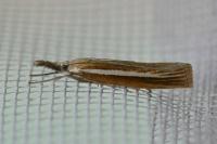 Agriphila selasella