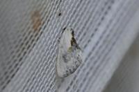 Cilix glaucata