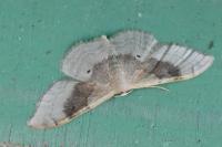 Idaea degeneraria