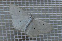 Scopula immutata