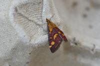 Pyrausta purpuralis