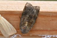 Noctua janthina