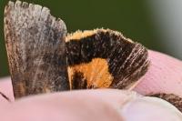 Noctua janthina