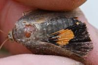 Noctua janthina