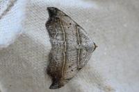 Laspeyria flexula