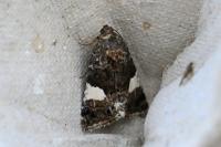 Tyta luctuosa