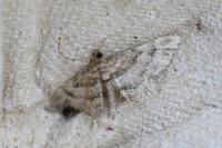 Gymnoscelis rufifasciata