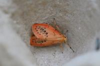 Miltochrista miniata