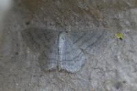 Idaea subsericeata