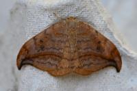 Drepana curvatula
