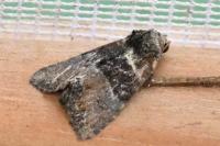 Mesoligia furuncula