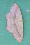 Scopula imitaria