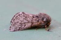 Thaumetopoea pityocampa