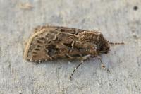 Agrotis bigramma