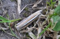 Agriphila selasella