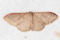 Idaea degeneraria