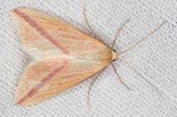 Rhodometra sacraria