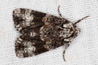 Craniophora ligustri