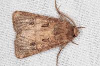 Agrotis bigramma