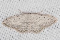 Idaea seriata