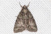 Cryphia pallida