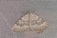 Scotopteryx octodurensis octodurensis